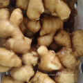 High Quality Best Price Shandong Fresh Spicy Young Yellow Ginger